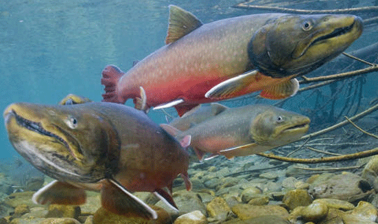 Bull Trout, Salvelinus confluentus