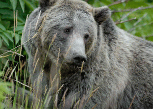 Grizzly Bear