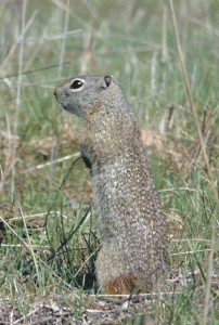Northern Idaho Ground Squirrel