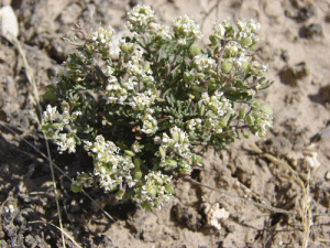 Slickspot Peppergrass