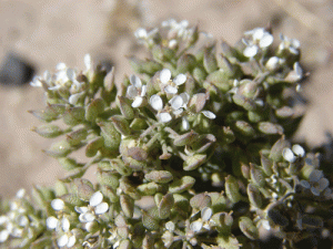 Slickspot Peppergrass