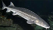 White Sturgeon