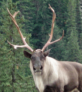 woodland caribou range