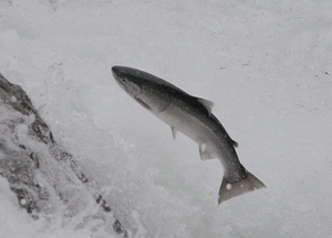 jumping salmon