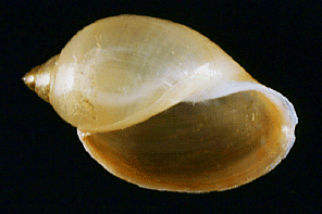 Snake River physa snail