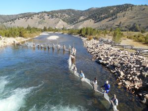 Sockeye Roundup, Sept. 2013