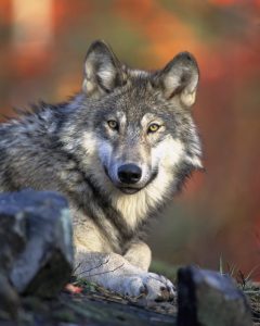 Image of Gray Wolf, by Idaho Department of Fish and Game