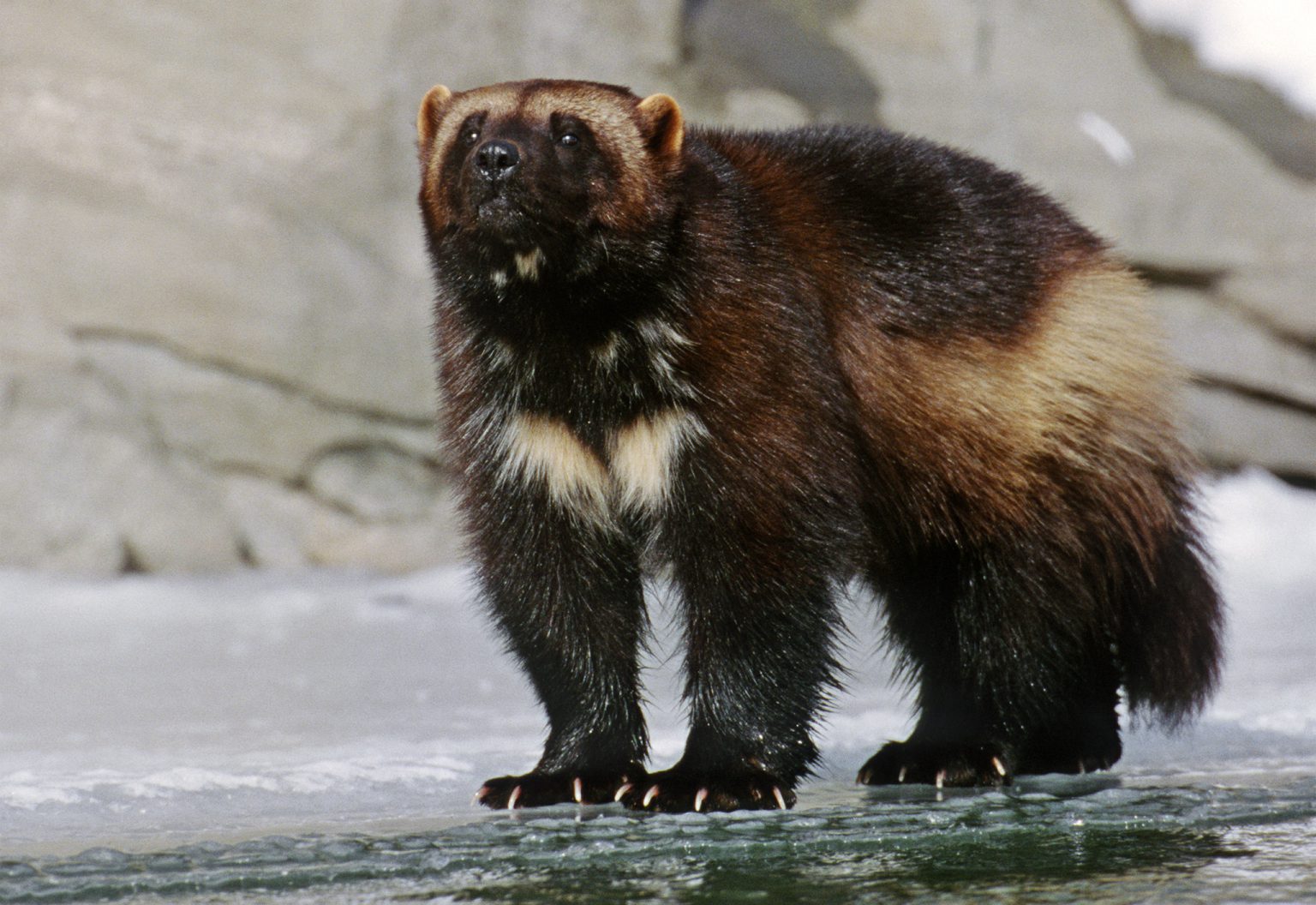 north-american-wolverine-species-conservation