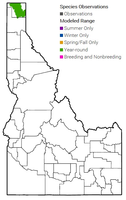 Kootenai Sturgeon MAP