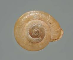 Columbia Oregonian Snail