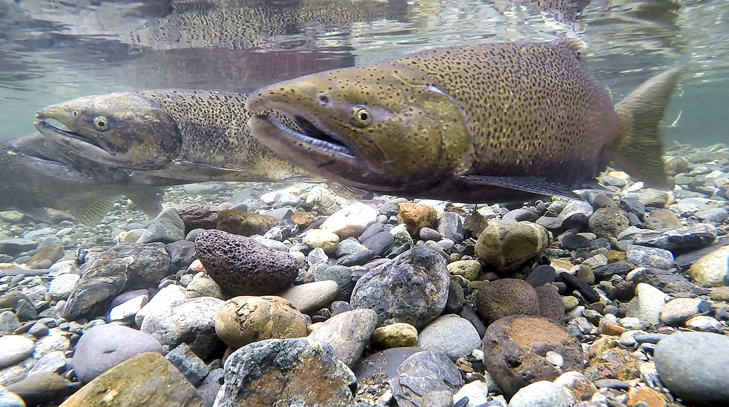 do chinook salmon travel in groups