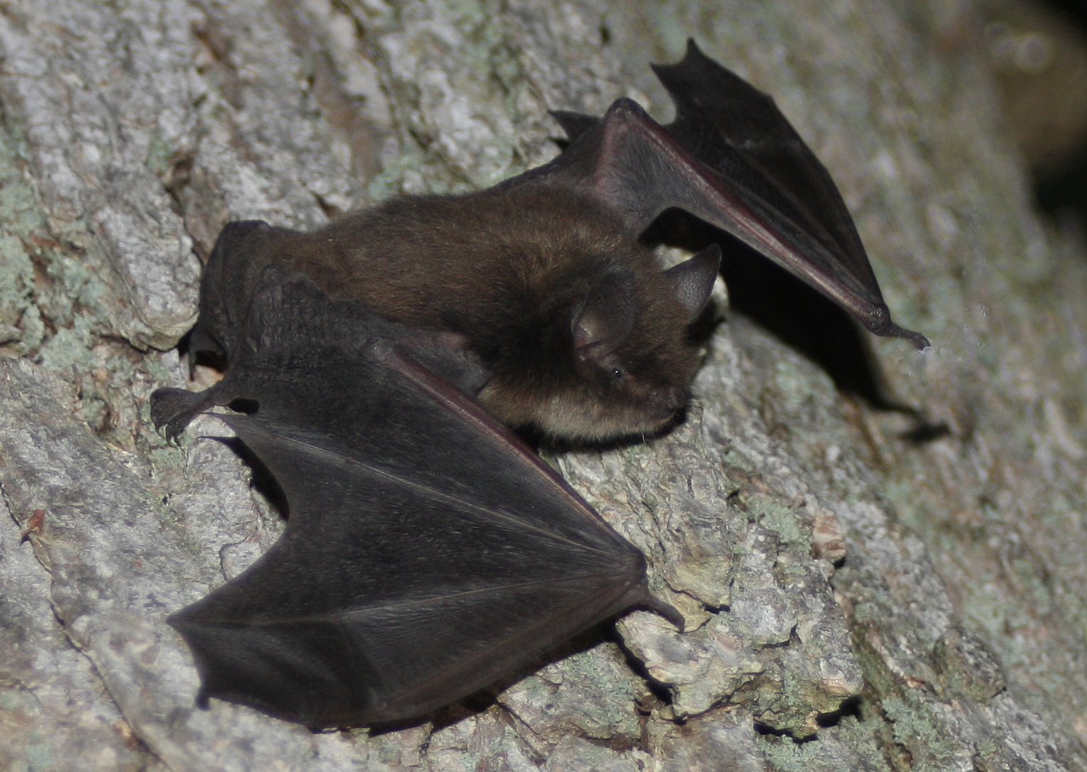 myotis lucifugus size