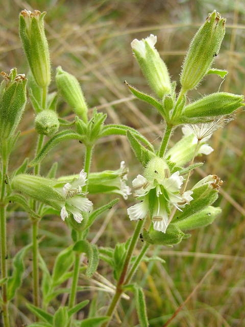 Spalding's Catchfly