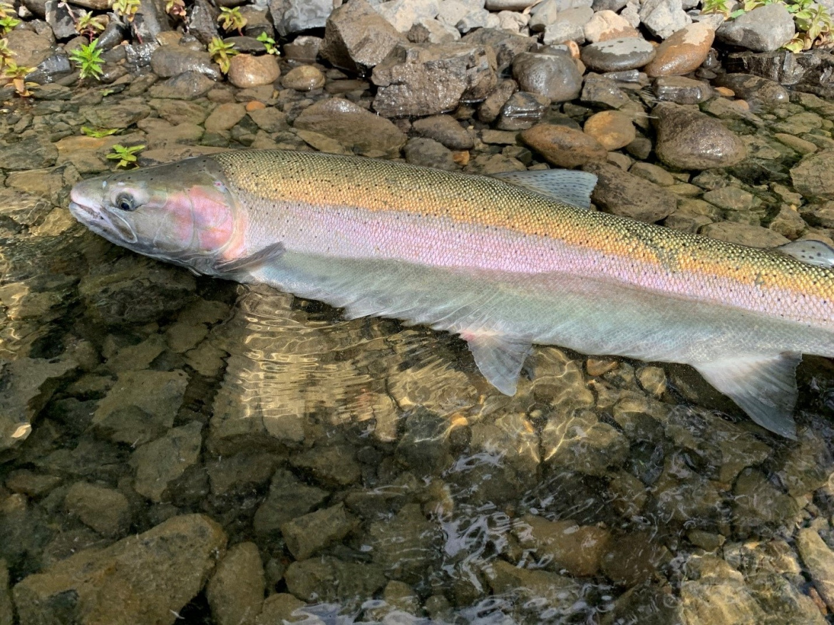 Steelhead Trout