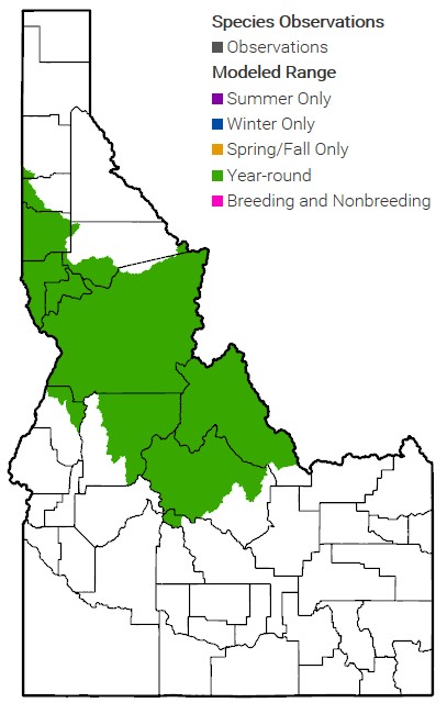 SteelheadMap