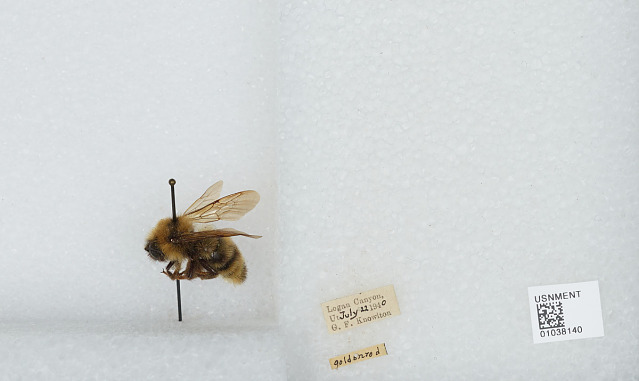 American Bumble Bee, Museum of Natural History