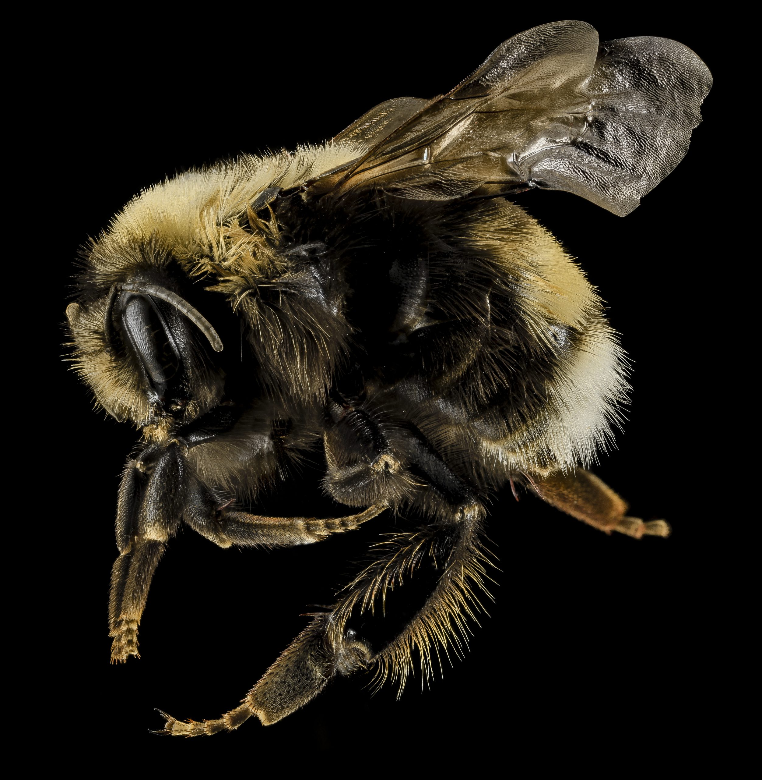 Bumble bees are not just for killing - Honey Bee Suite