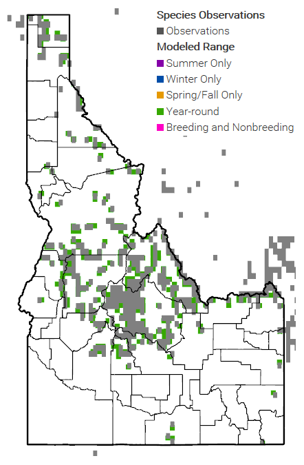 whitebarkpinemap