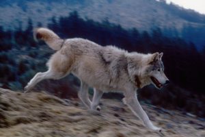 Wolf Running