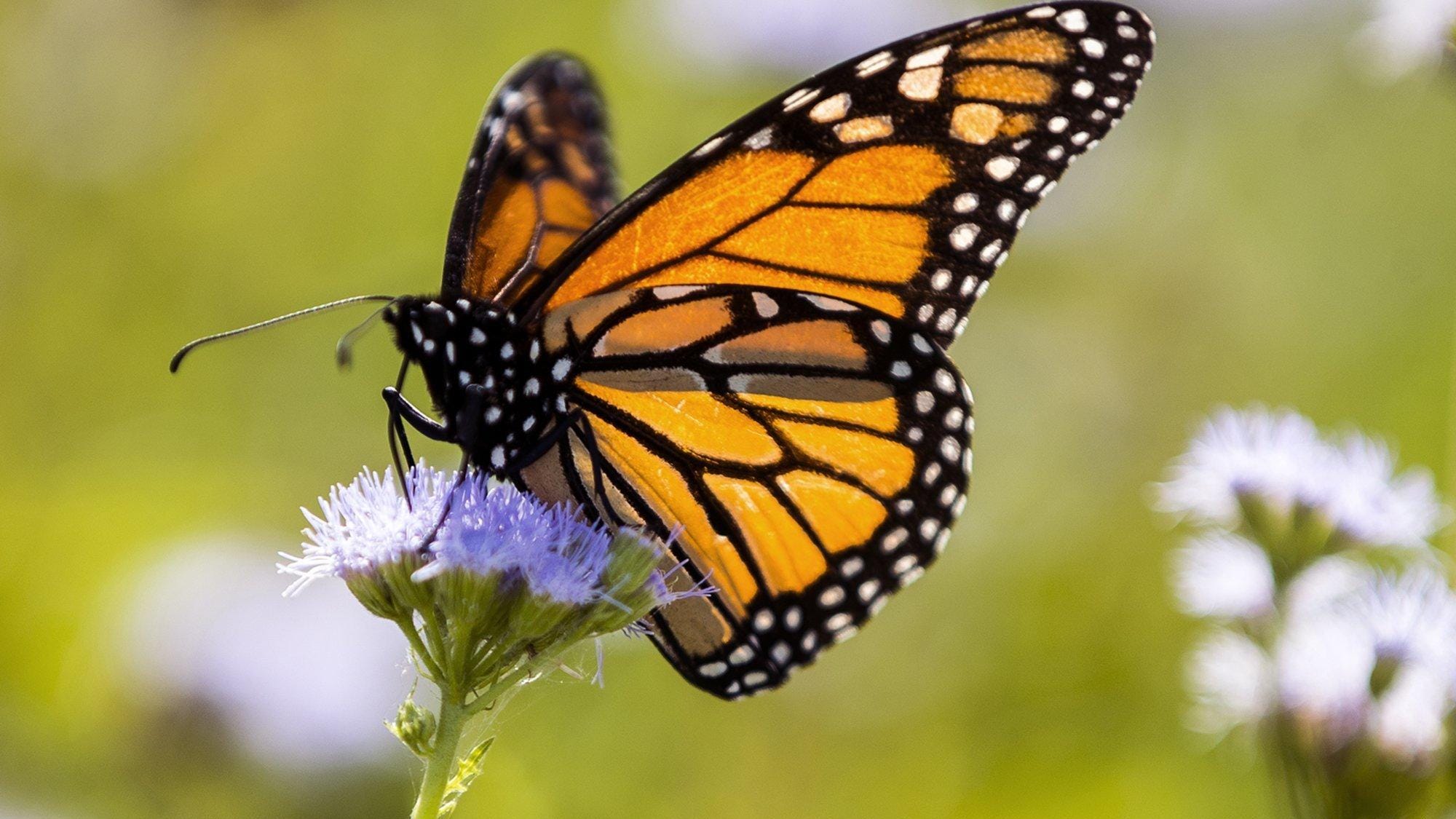 Monarch Butterfly Species Conservation