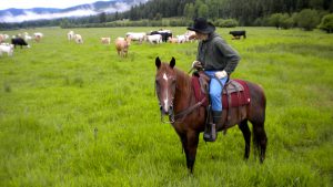 man on horse overlooks herd of cattle