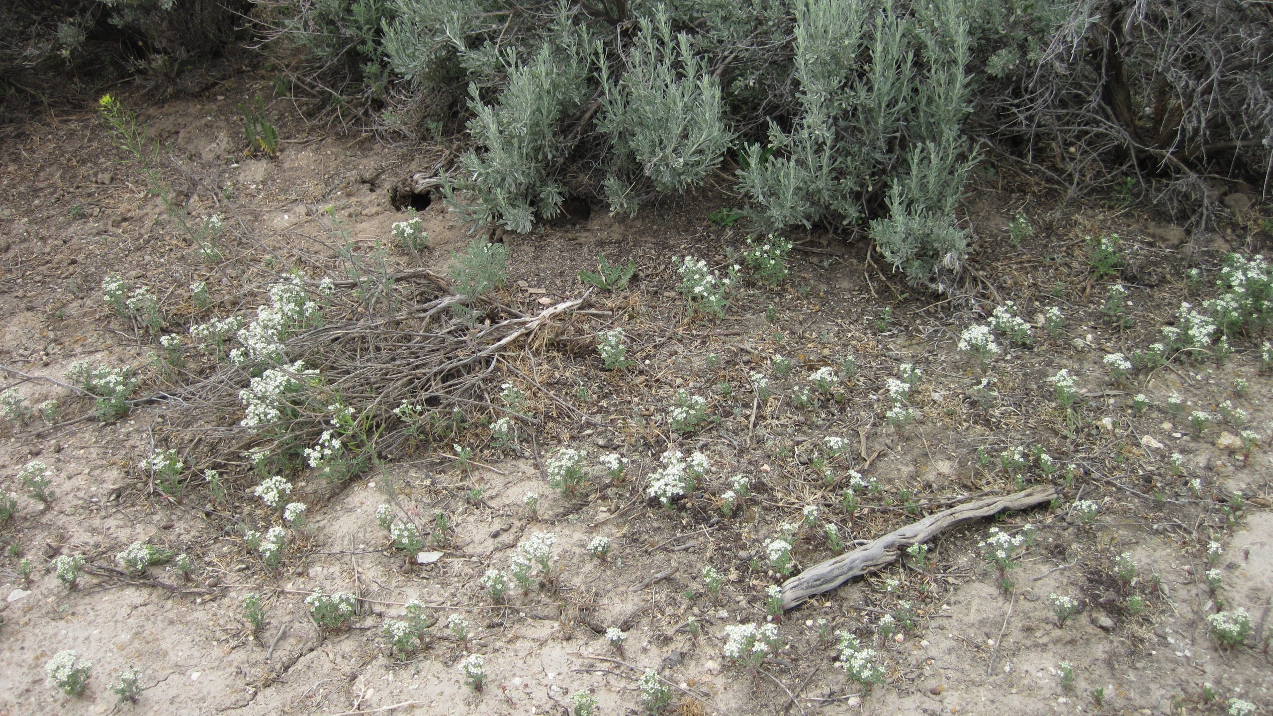 Slickspot Peppergrass