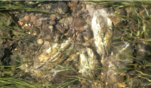 Mussels in a stream