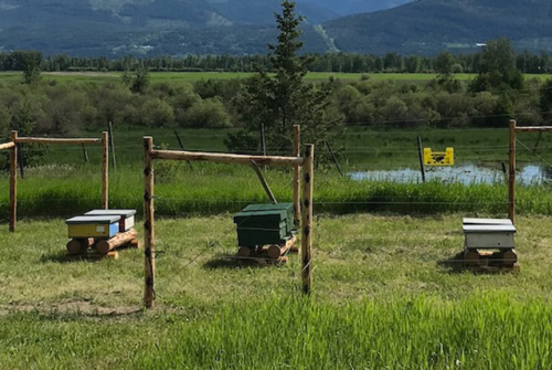 Electric fence around bee boxes. Photo: Fish and Wildlife Compensation Program