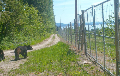 Electric fence around orchard with bears. Photo Credit: Vital Ground Foundation