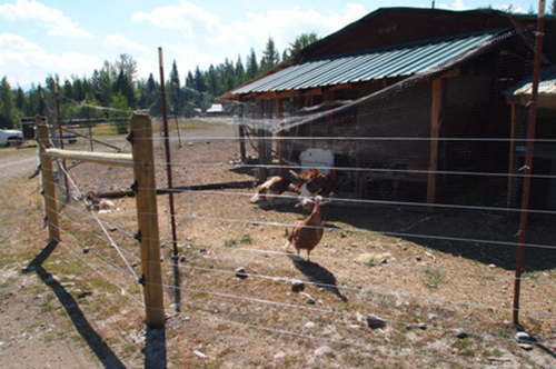 Electric fence around poultry. Photo. Luke Lamar/Vital Ground Foundation