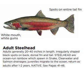 Adult Steelhead Photo Credit: Idaho Department of Fish and Game